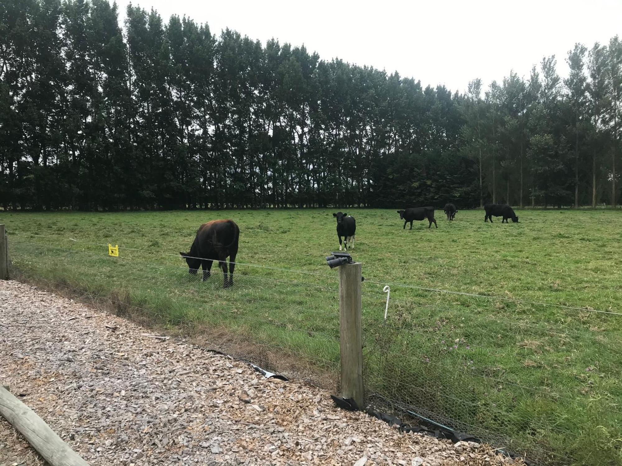 Brookside Country Escape 40 Minutes To Chc Airport Hotell Leeston Exteriör bild